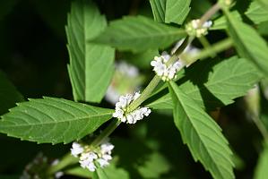 2025-08190147 Tower Hill Botanic Garden, MA